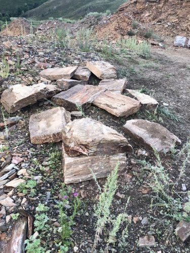 Пошаговая дорожка из плит златолит кора дерева купить в Псковской области